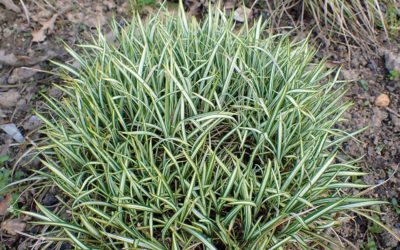 Carex variegata